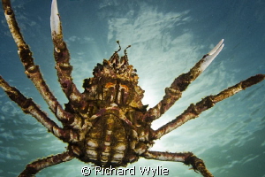 Crabzilla" Spider crab aggregations are here in Port Phil... by Richard Wylie 